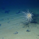 A brittle star seen in a field of manganese nodules. Image: Diva Amon and Craig Smith, University of Hawai’i at Mānoa